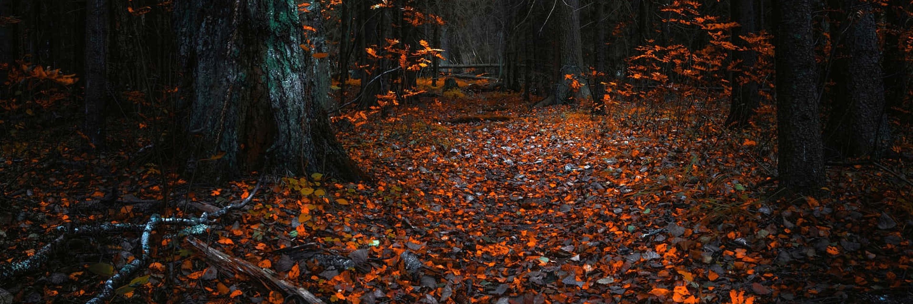 Hrafnskogi
