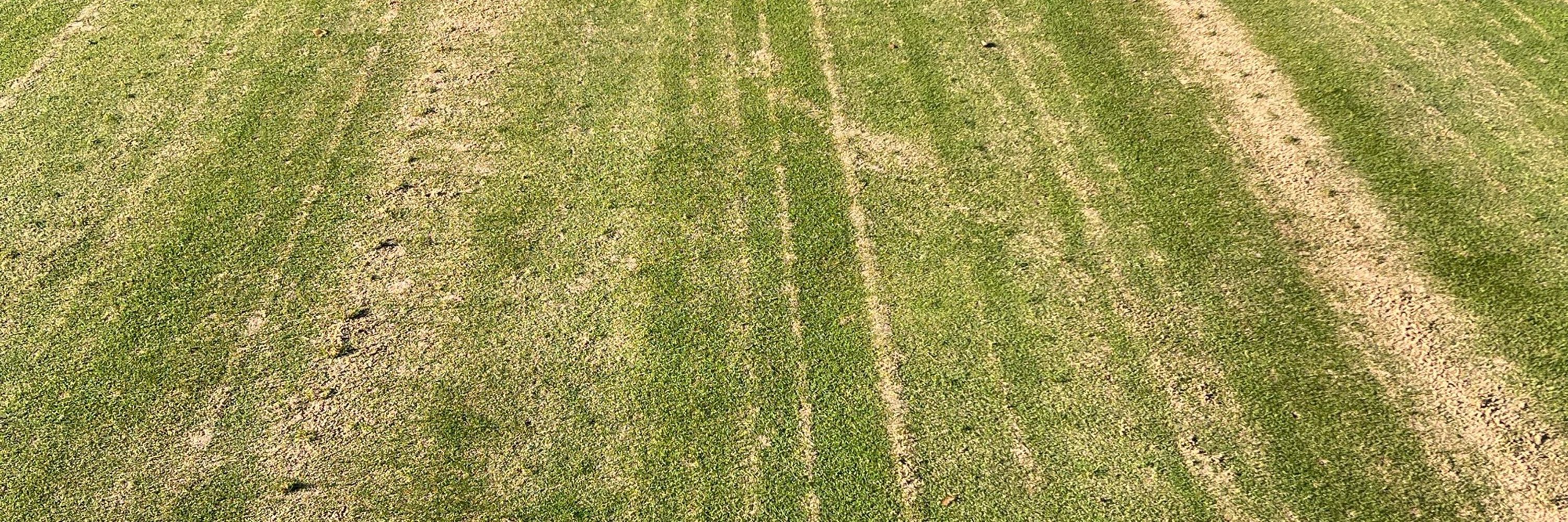 Grass Science Seeds & SC Nutrition