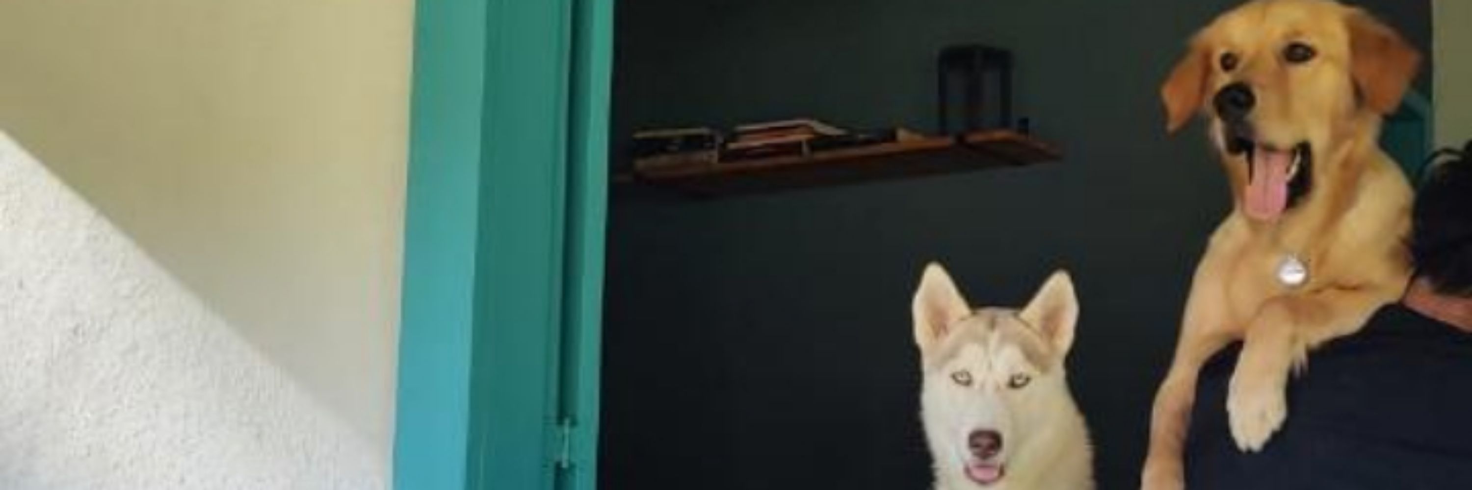 Vai uma cervejinha aí? 🍻🐾
