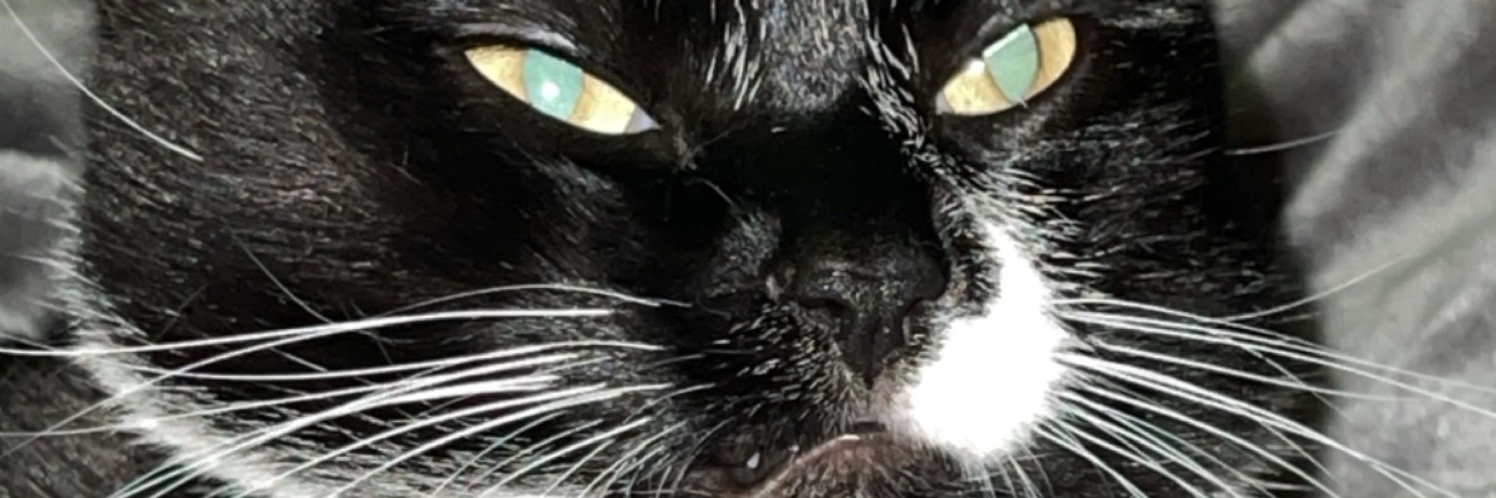 Batz 𝗓 ᶻ