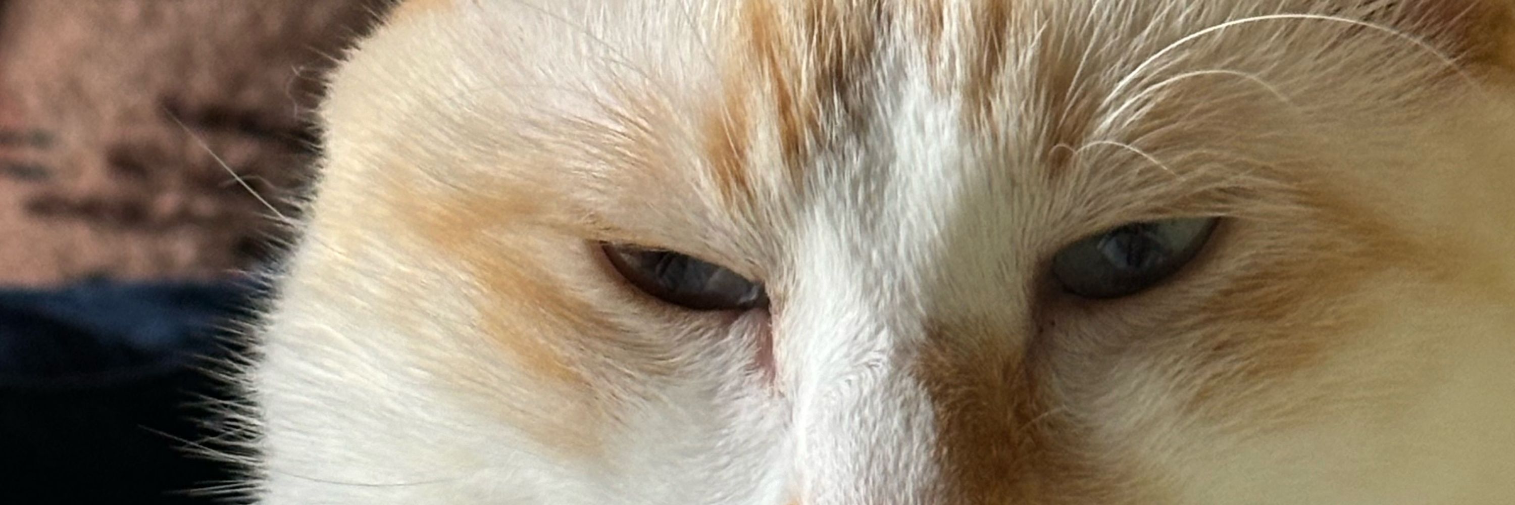 タモーレッド🏝🦊　🪖🐈 🦄⭐️