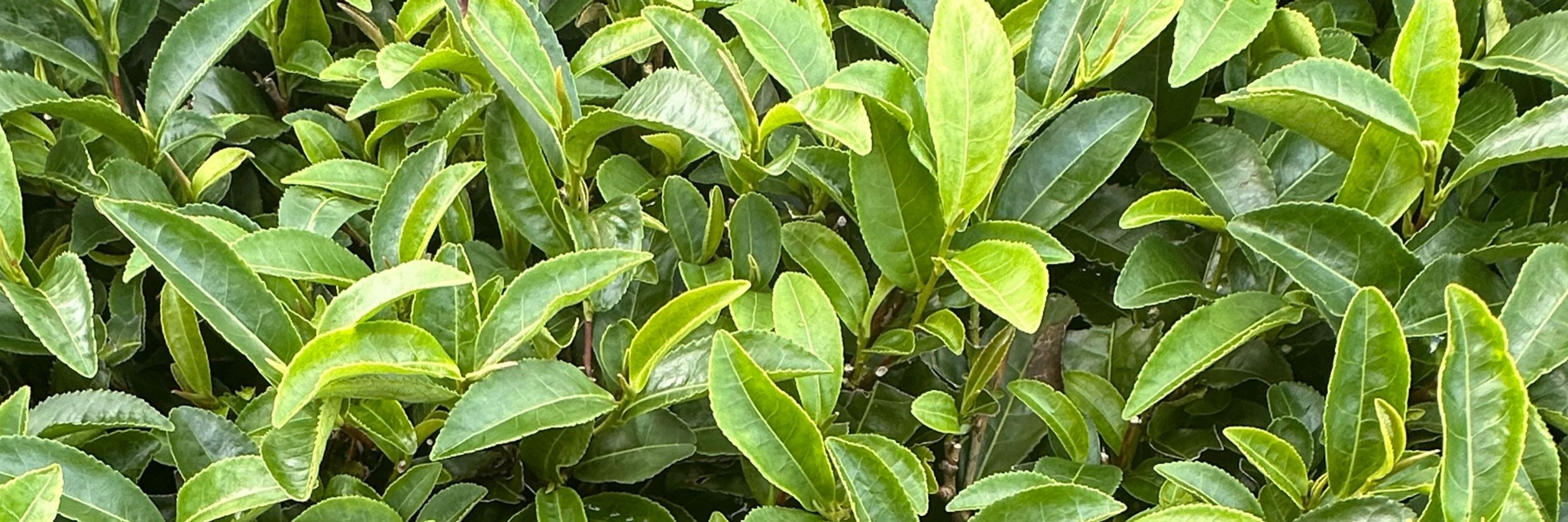 Pluck Tea