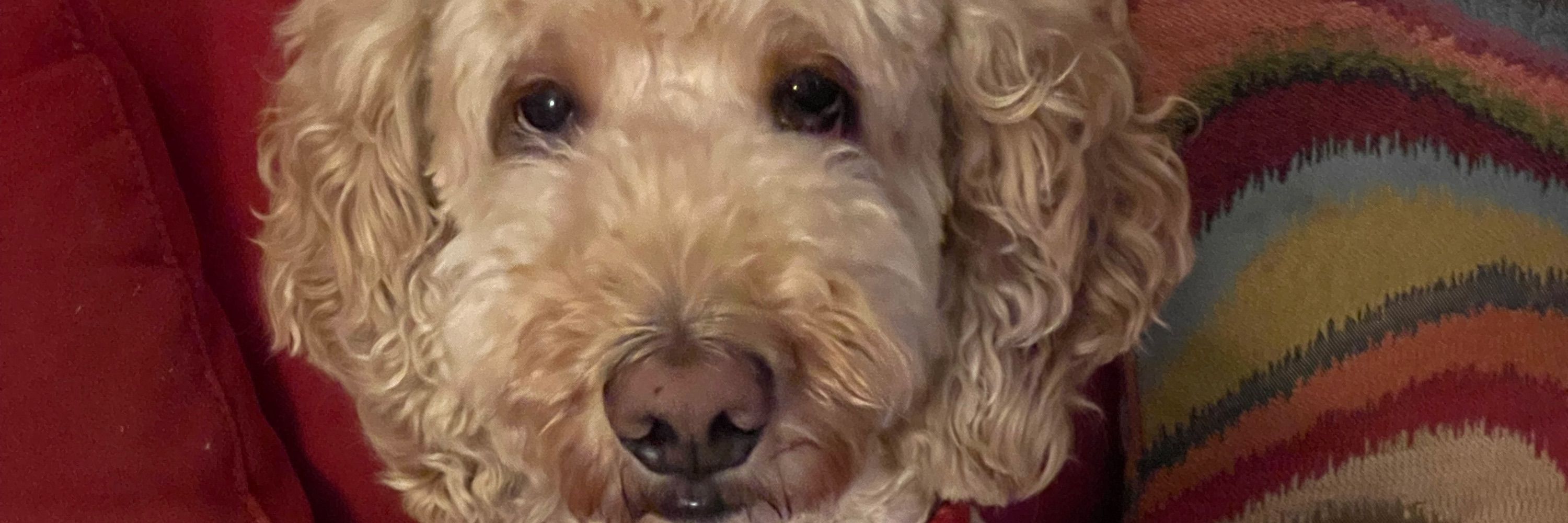 Canine Tweeter