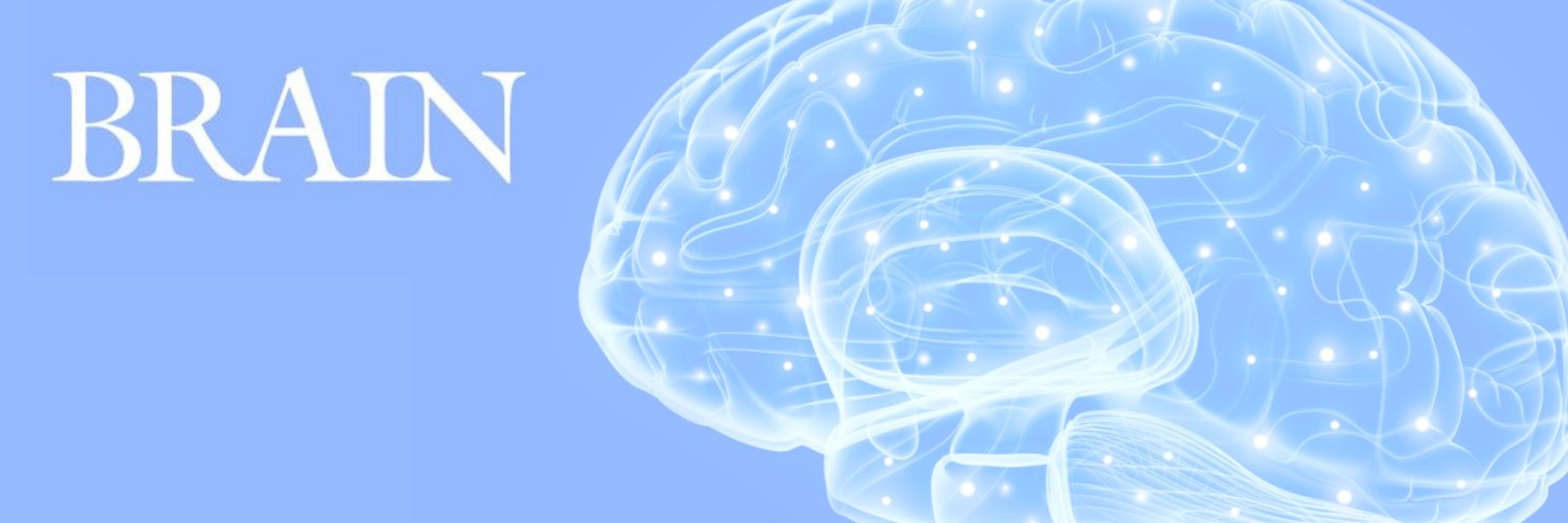 Brain