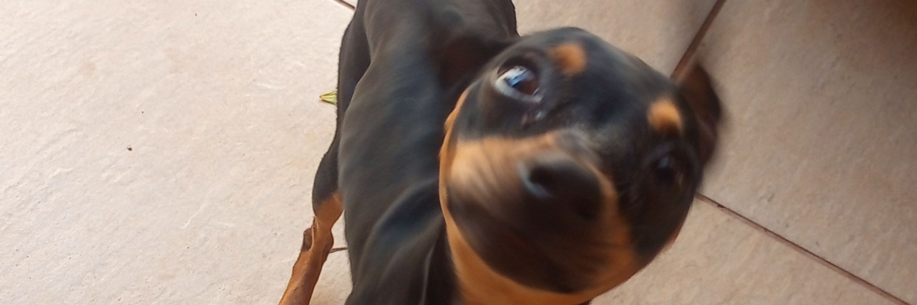 não é a zabel