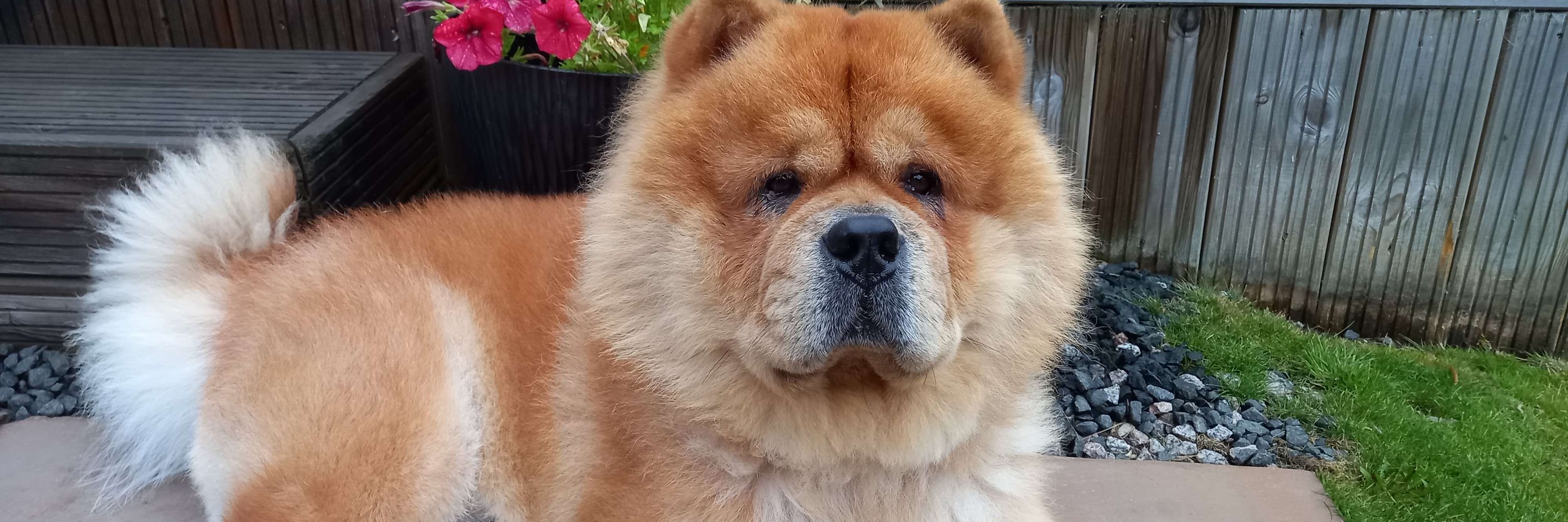 CeCe Chow Chow Mammy