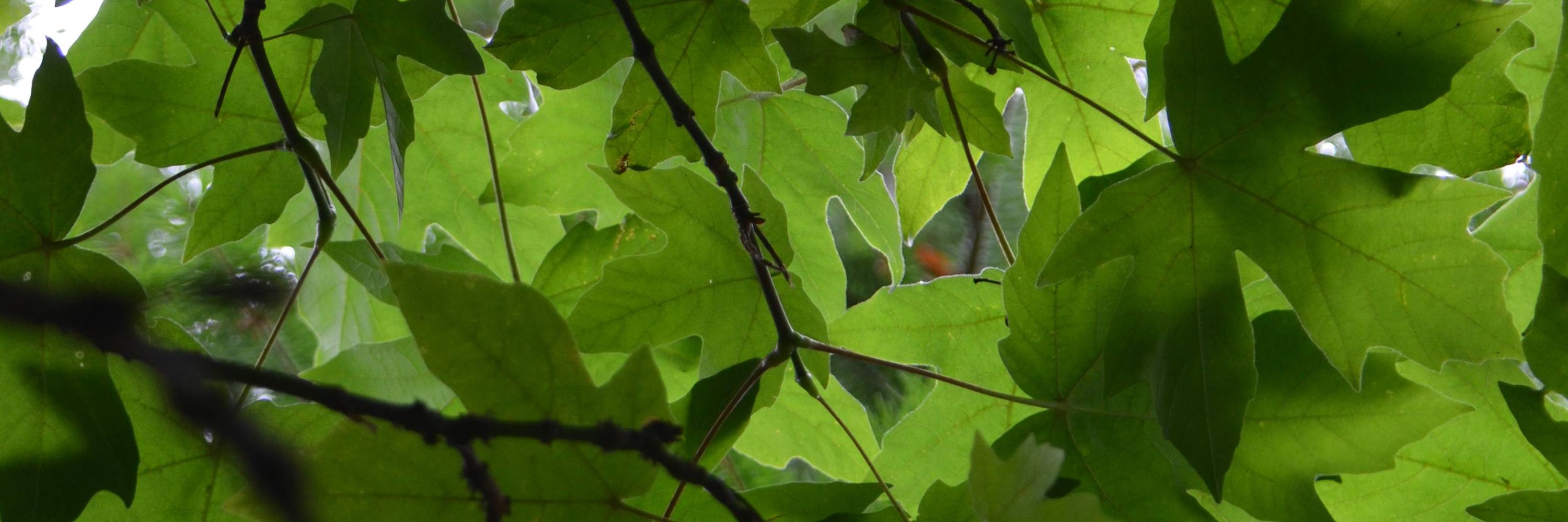 Friends of Urban Forests
