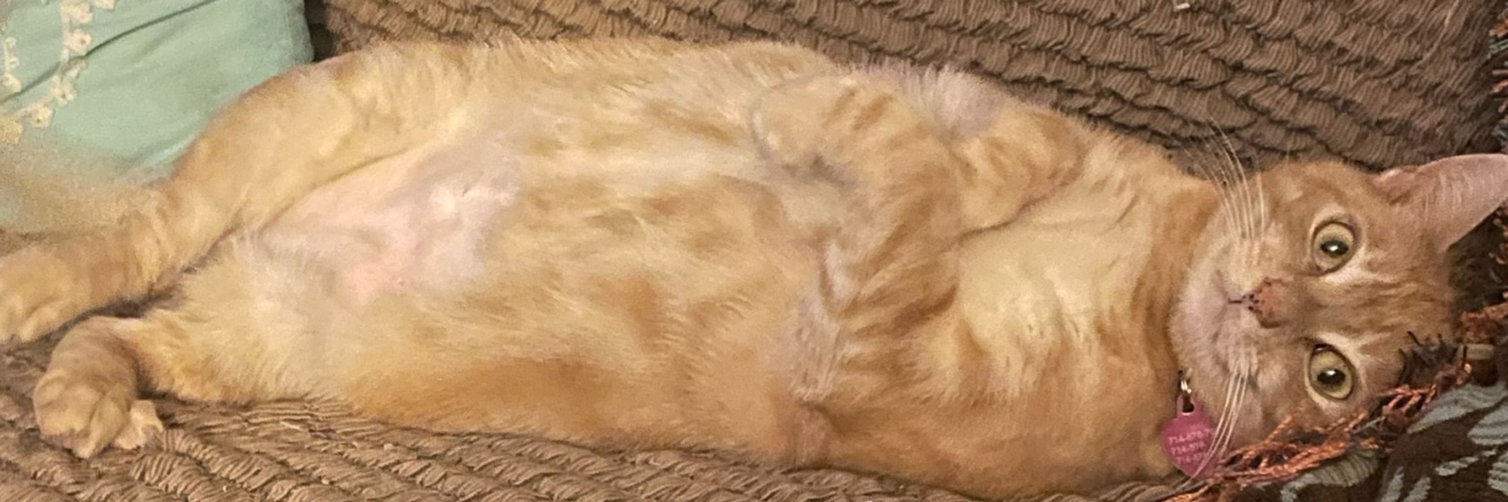 tangerine, dingus supreme 