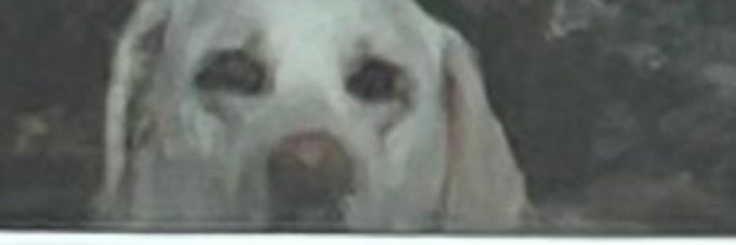 A drian