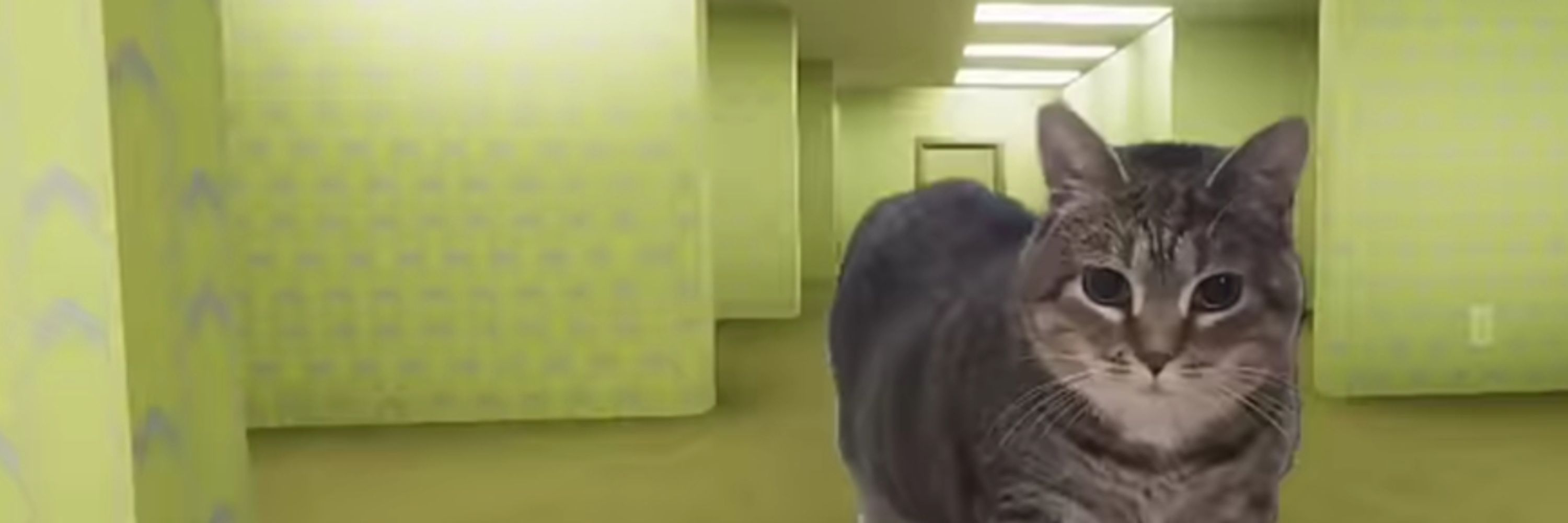 el gato