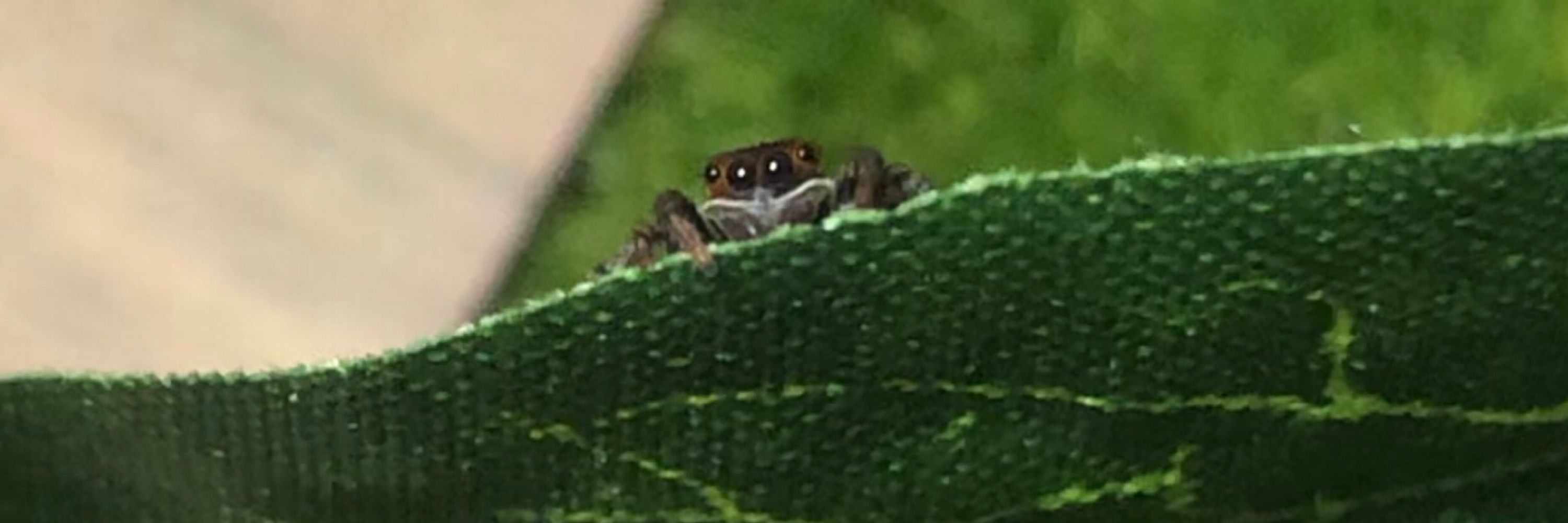 リトエ