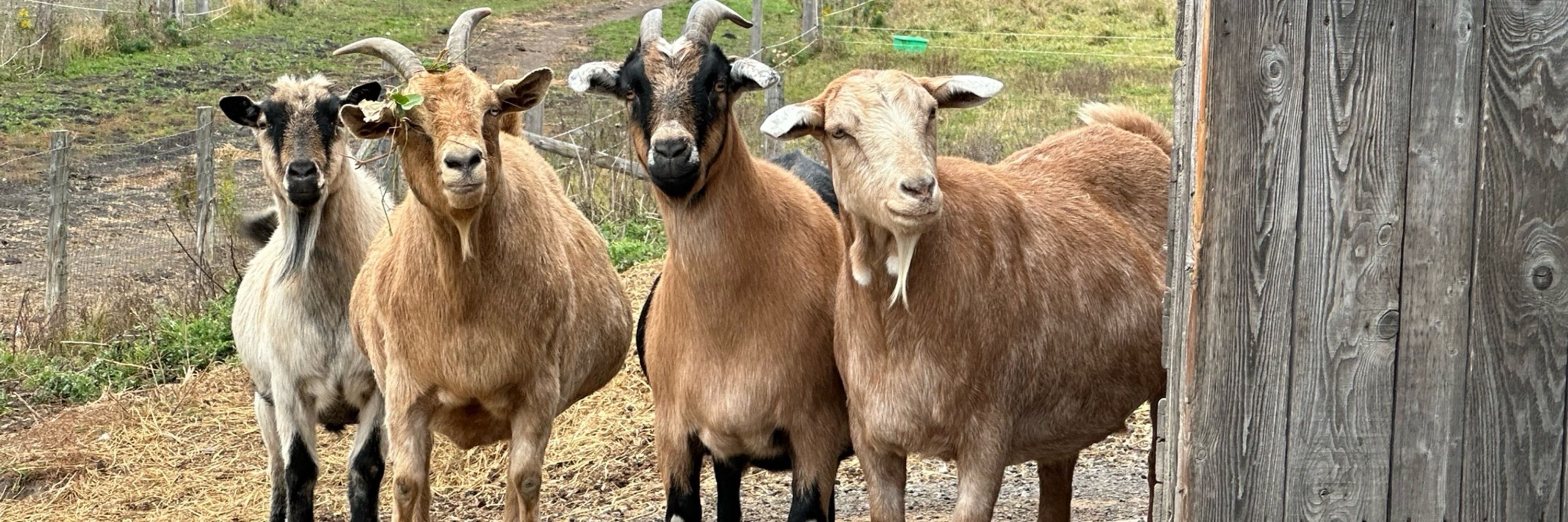 Bee Meadow Farm