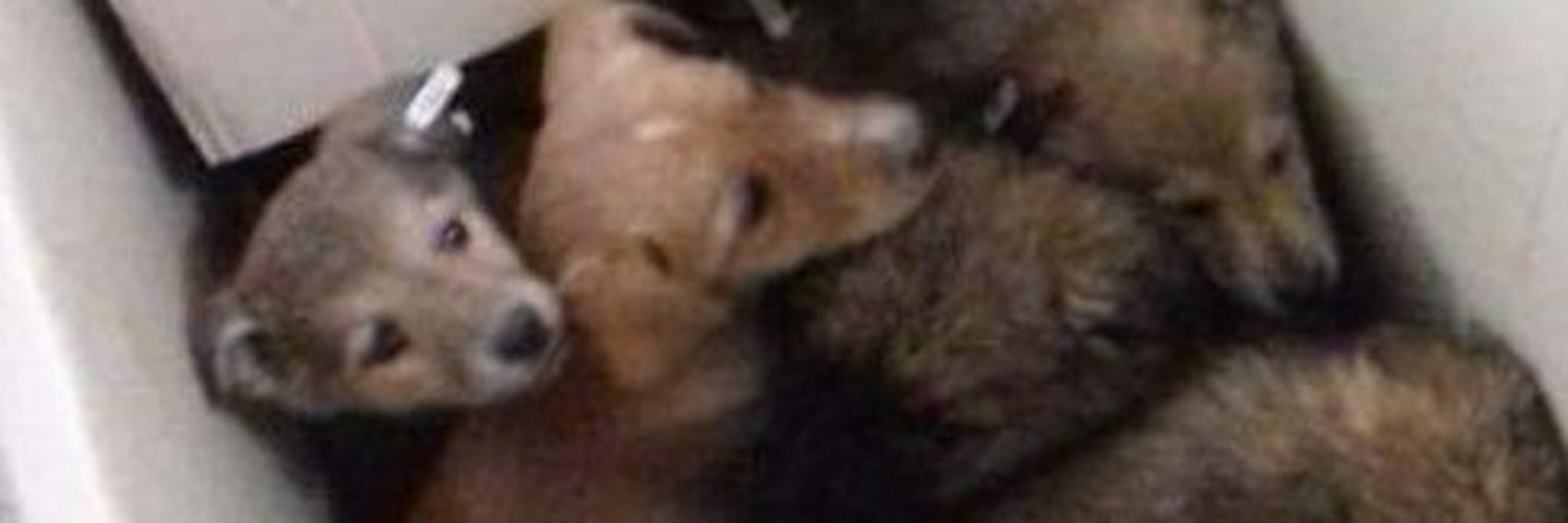 Wir retten Hunde e.V.