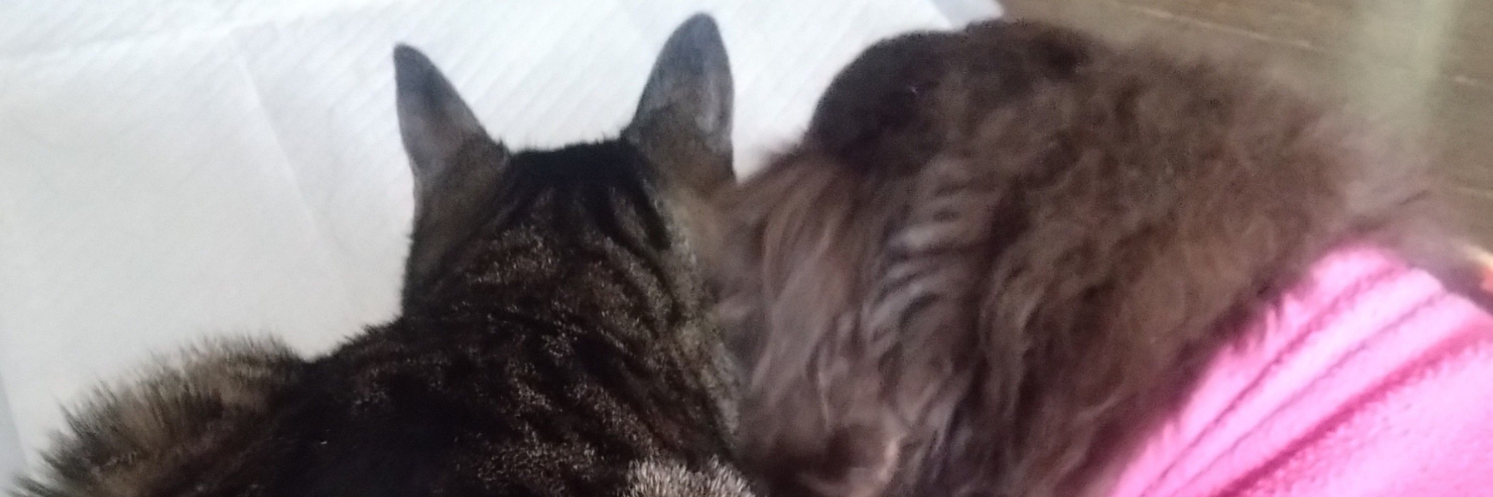 うさぎ