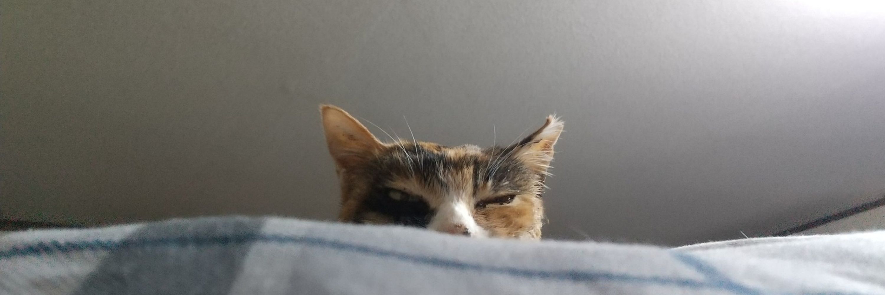 百