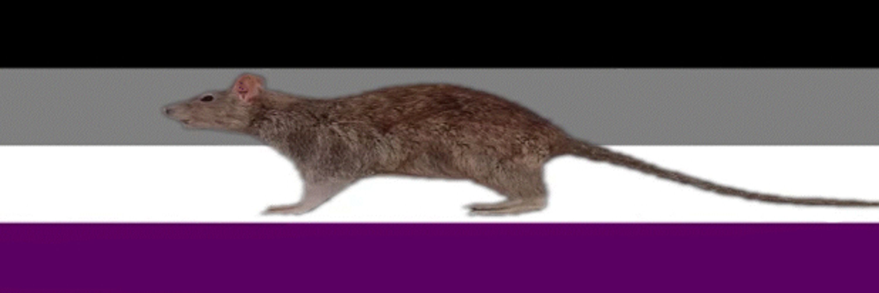 Jeromeen