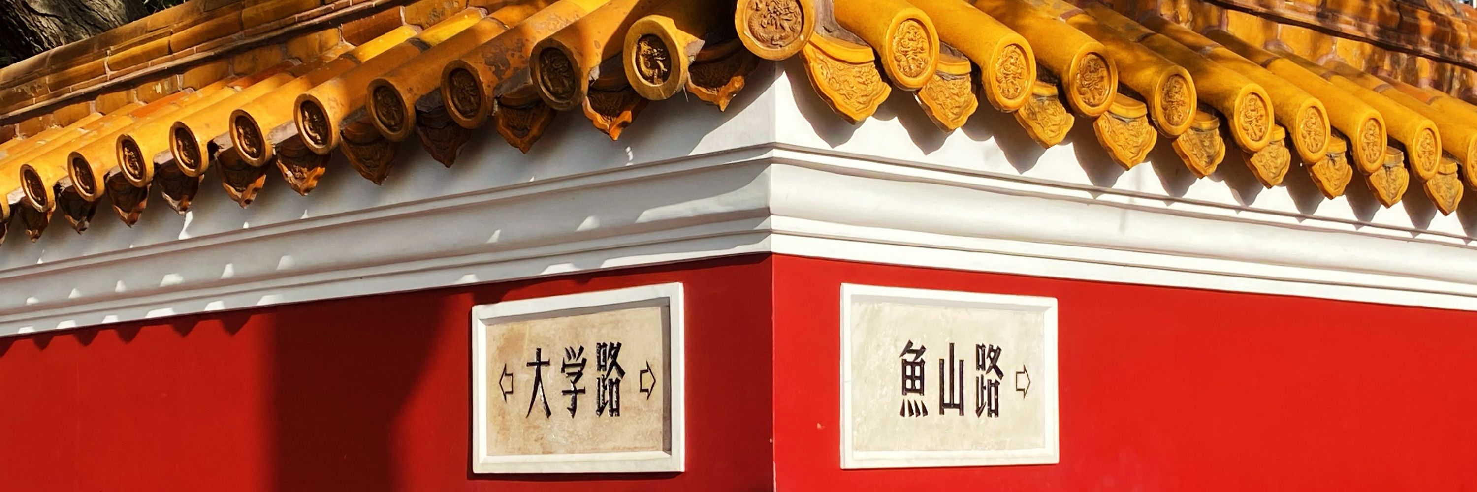 发霉小狗77