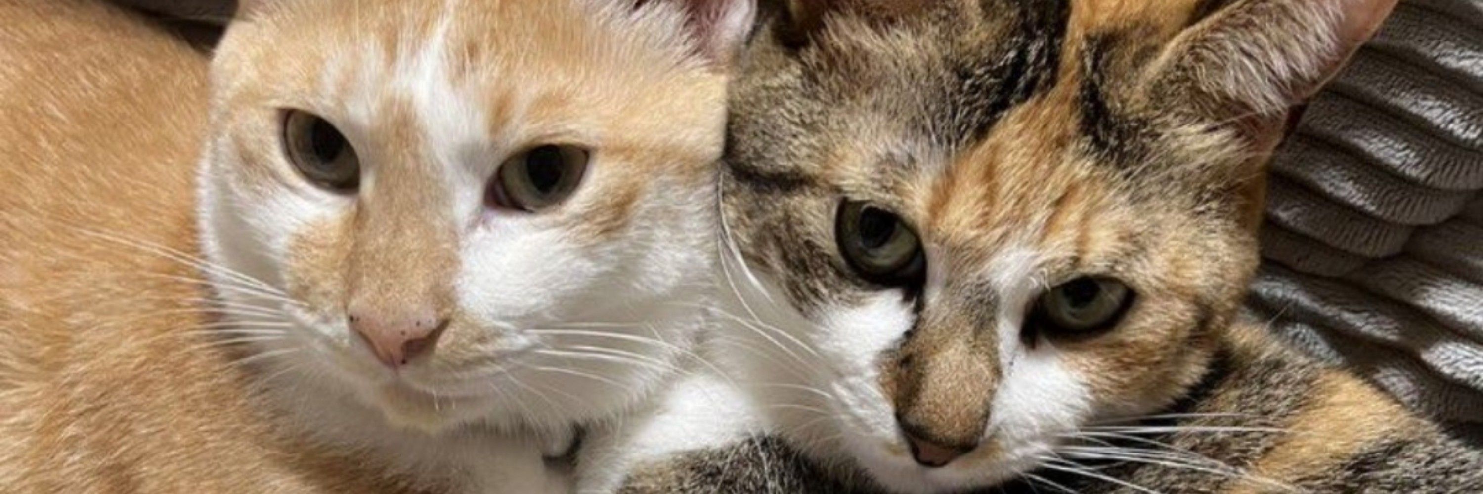 猫好き
