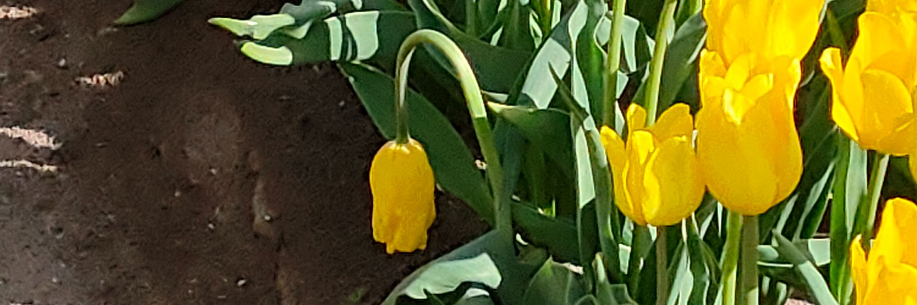 Tonba(トンバ)