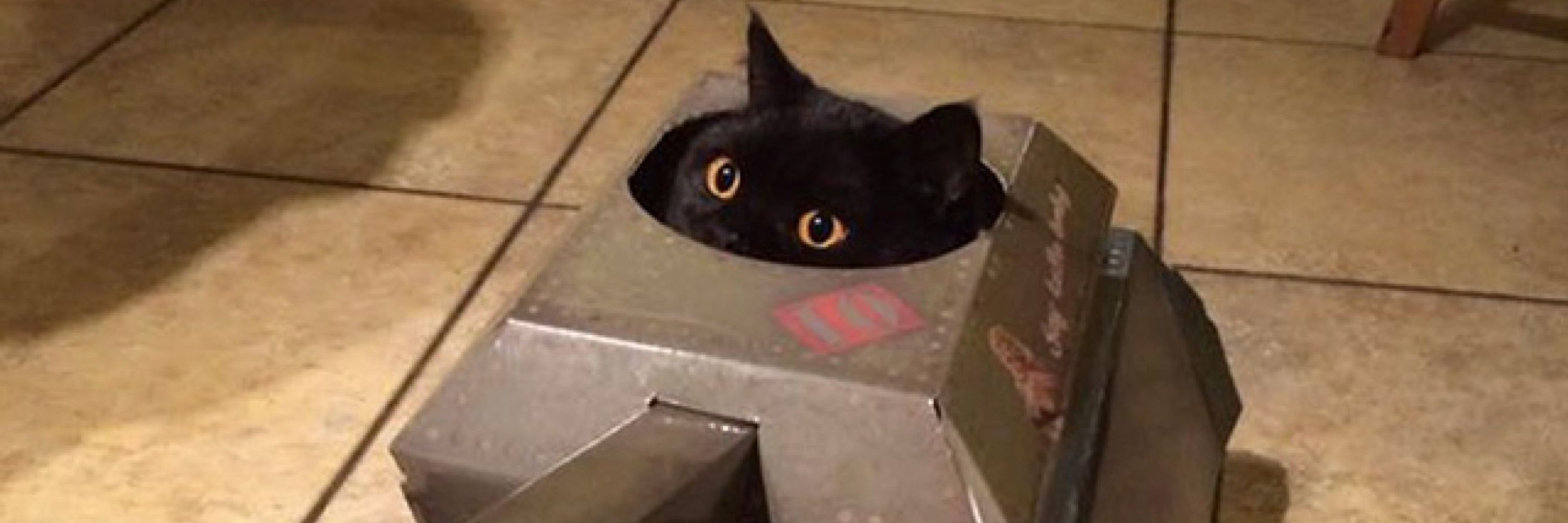 “Mad Cat” Cattis