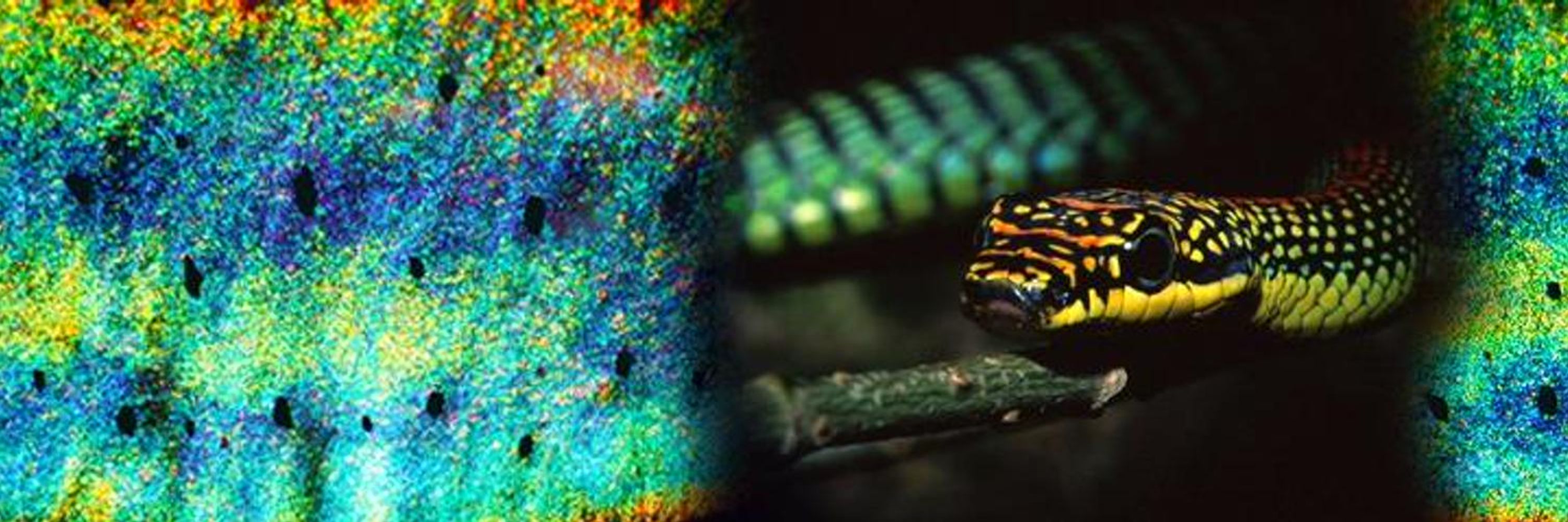 Journal of Experimental Biology