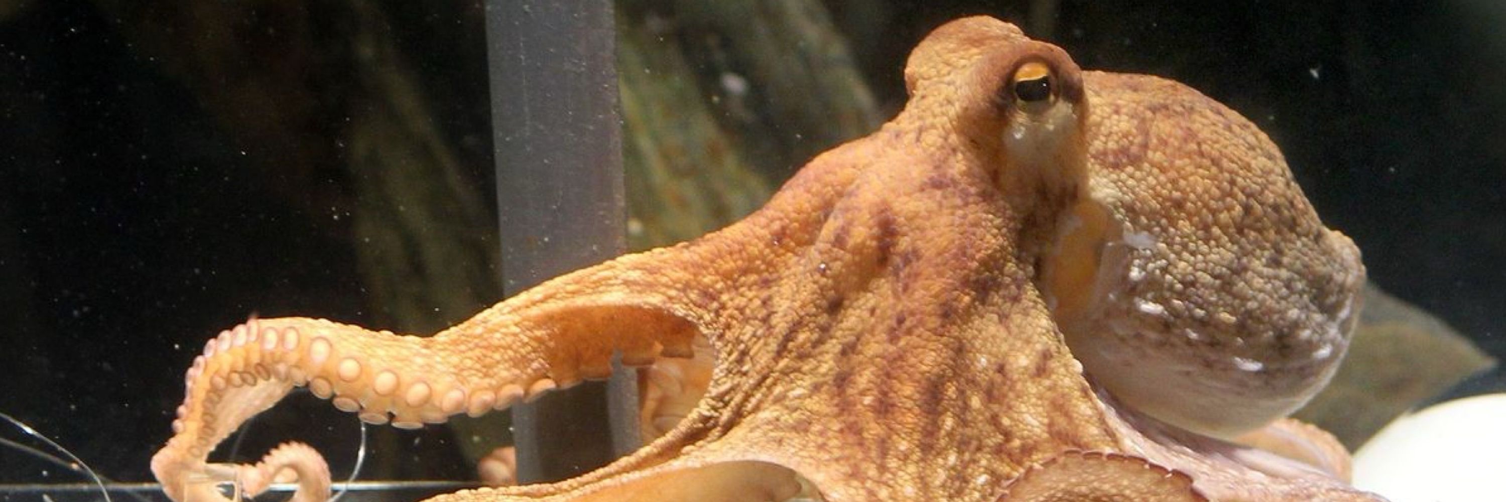 Paul the Octopus