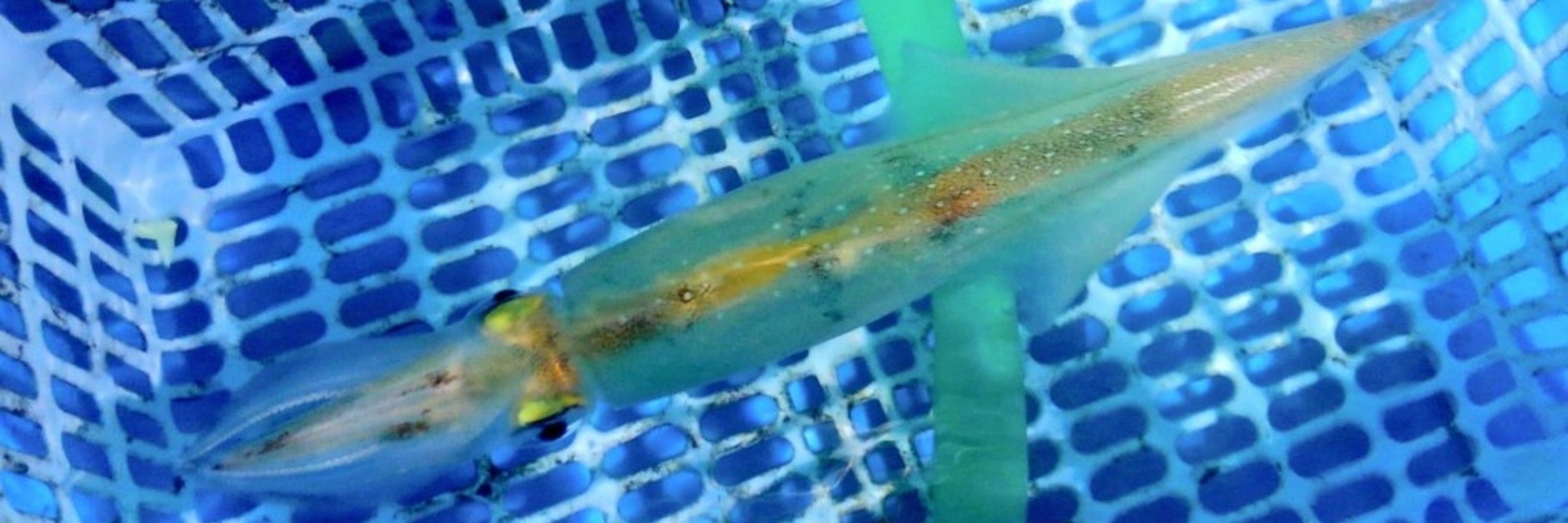 SS🦑