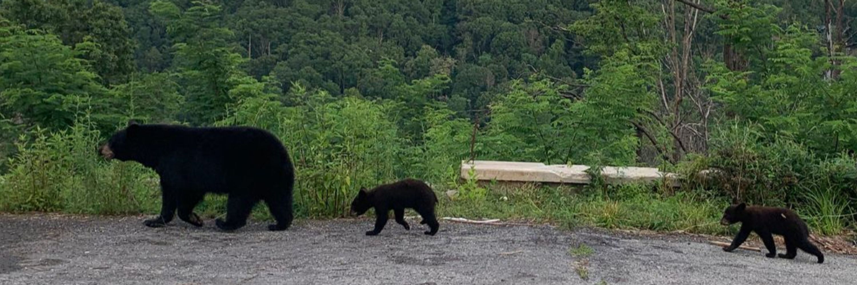 thesmokies