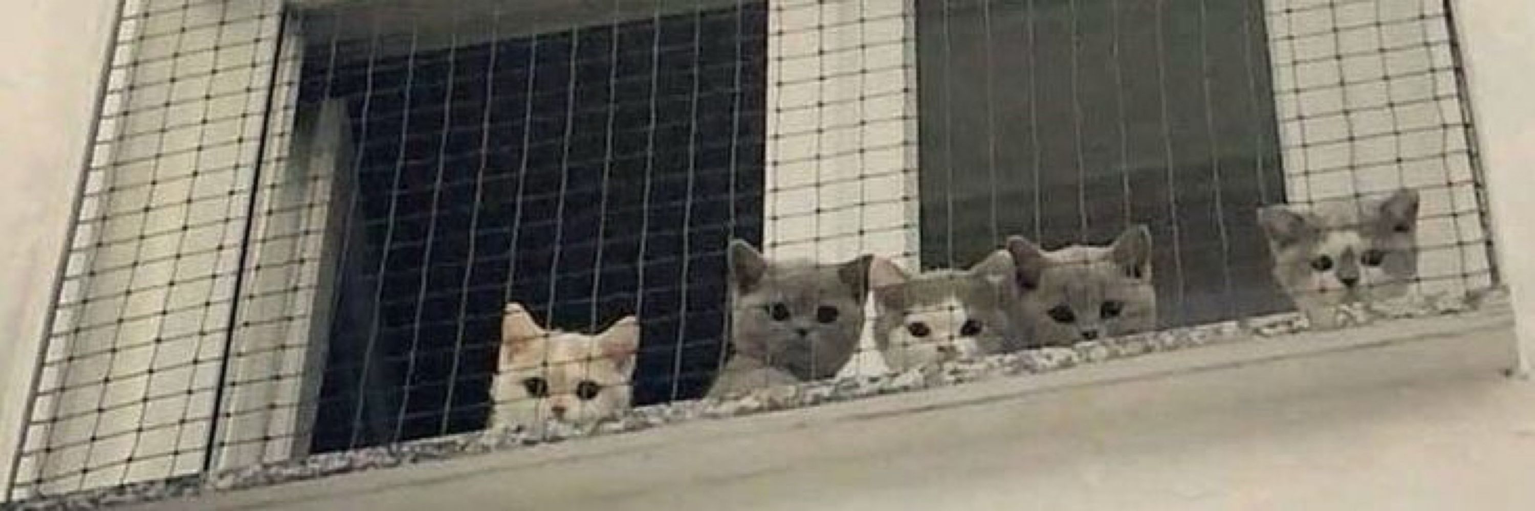 ドラ