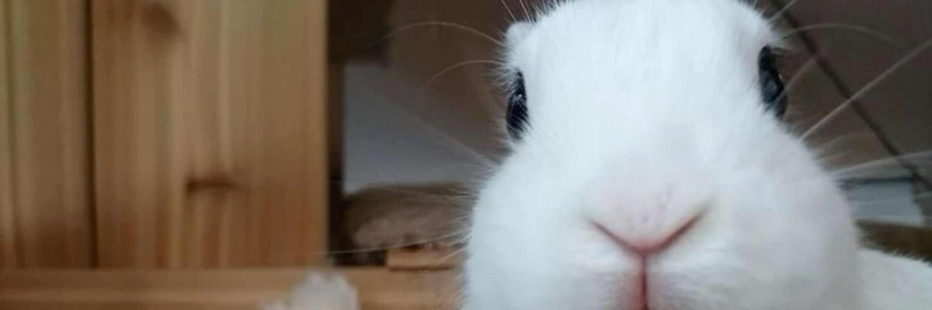 Bunnie