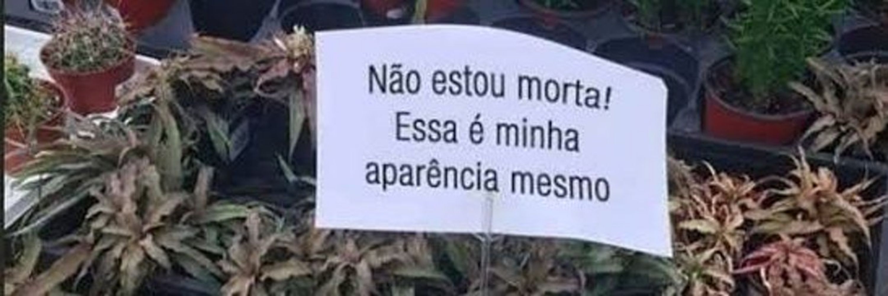 lucsa