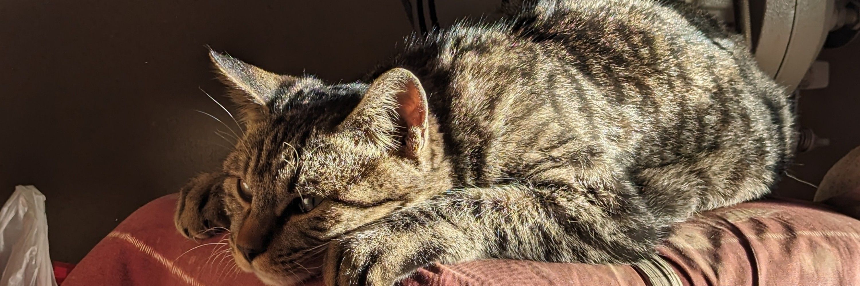 Niseyuki 