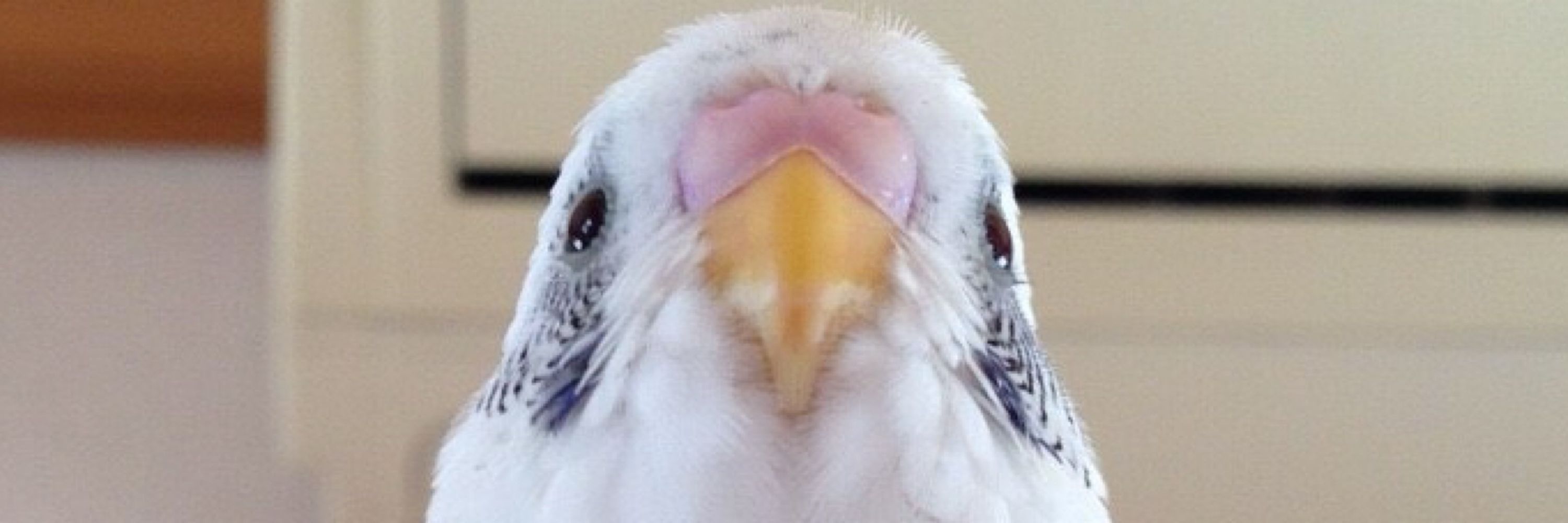 ｿﾌﾌ