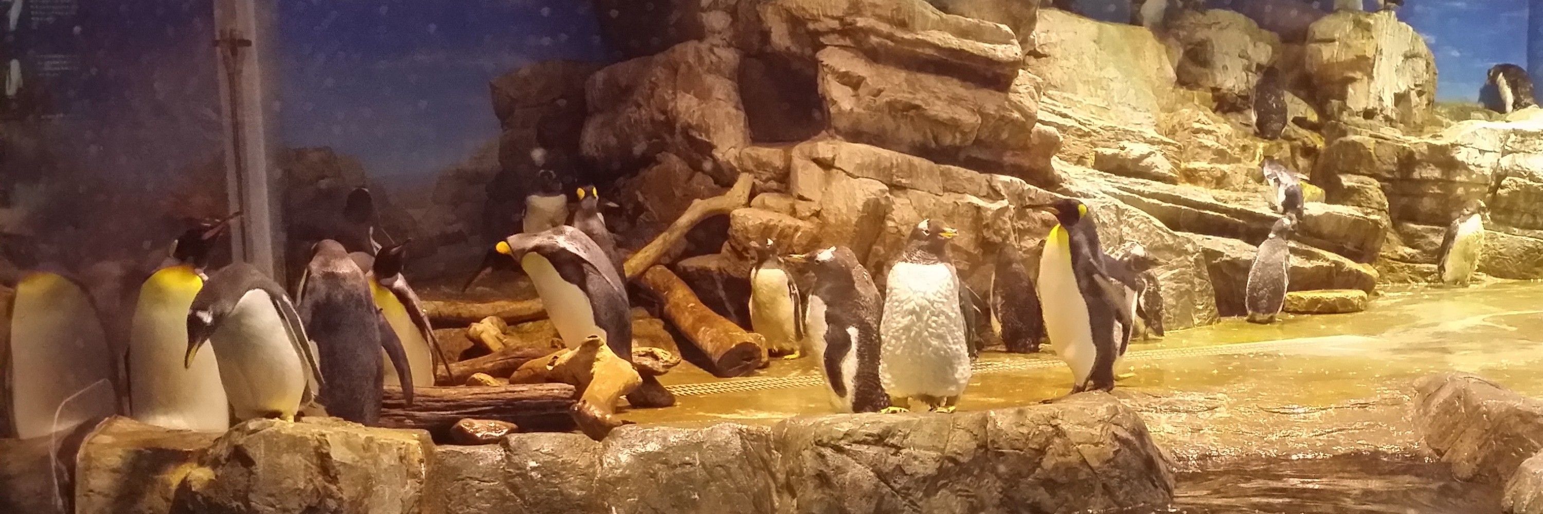 ペンギンP
