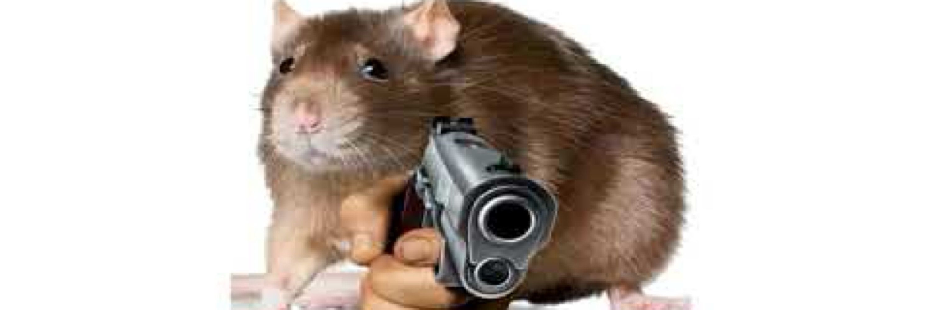 rat twink