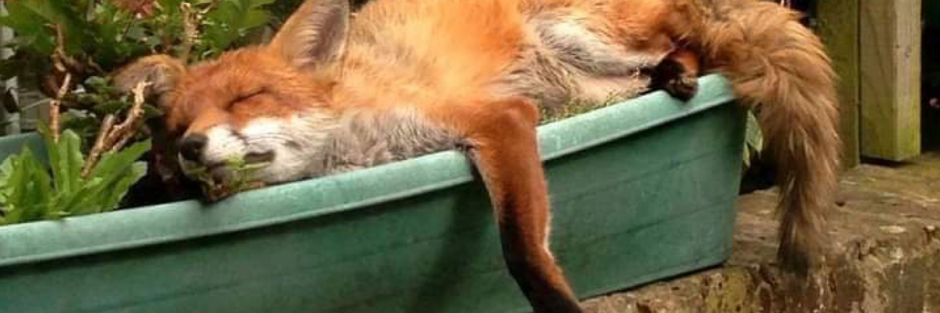 JC Fox