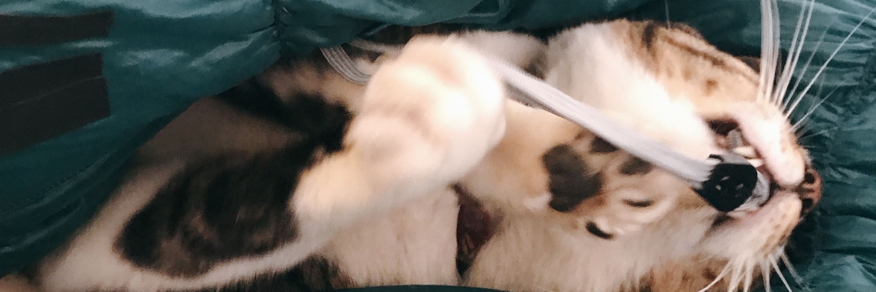 塩むすび