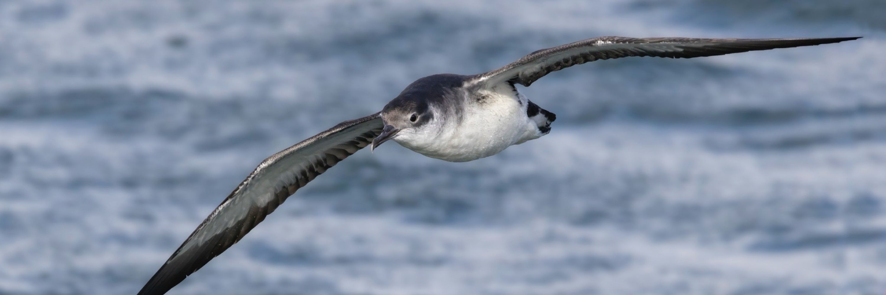Vogelsinbeeld