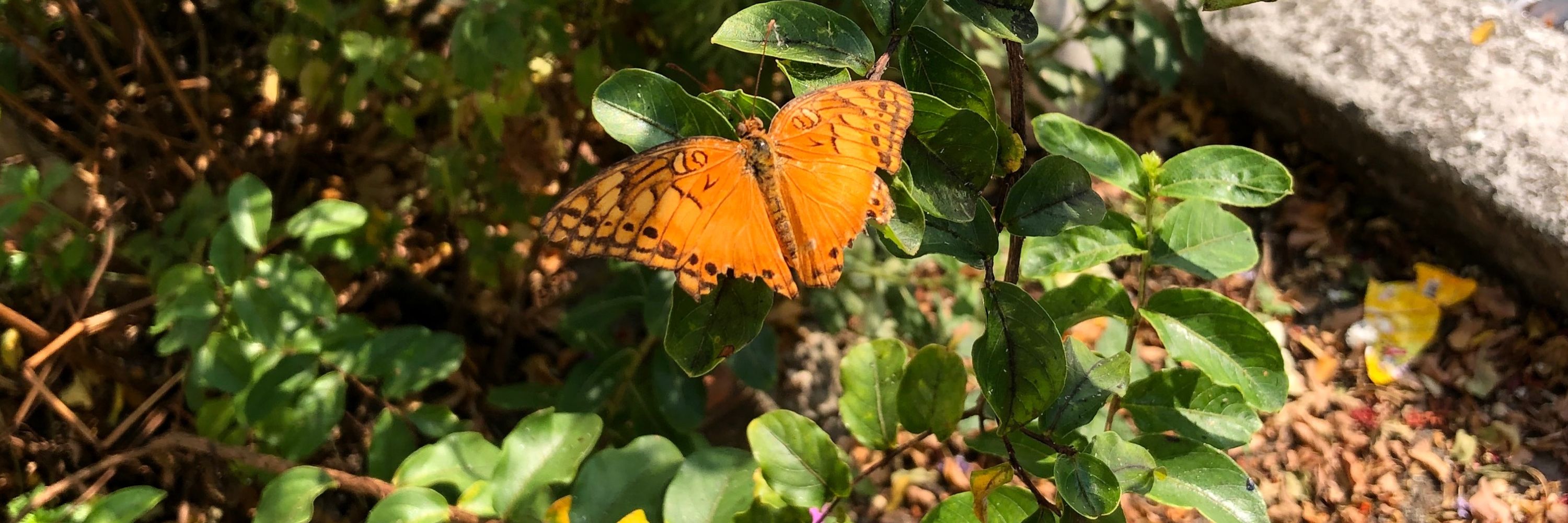 Ray 🦋