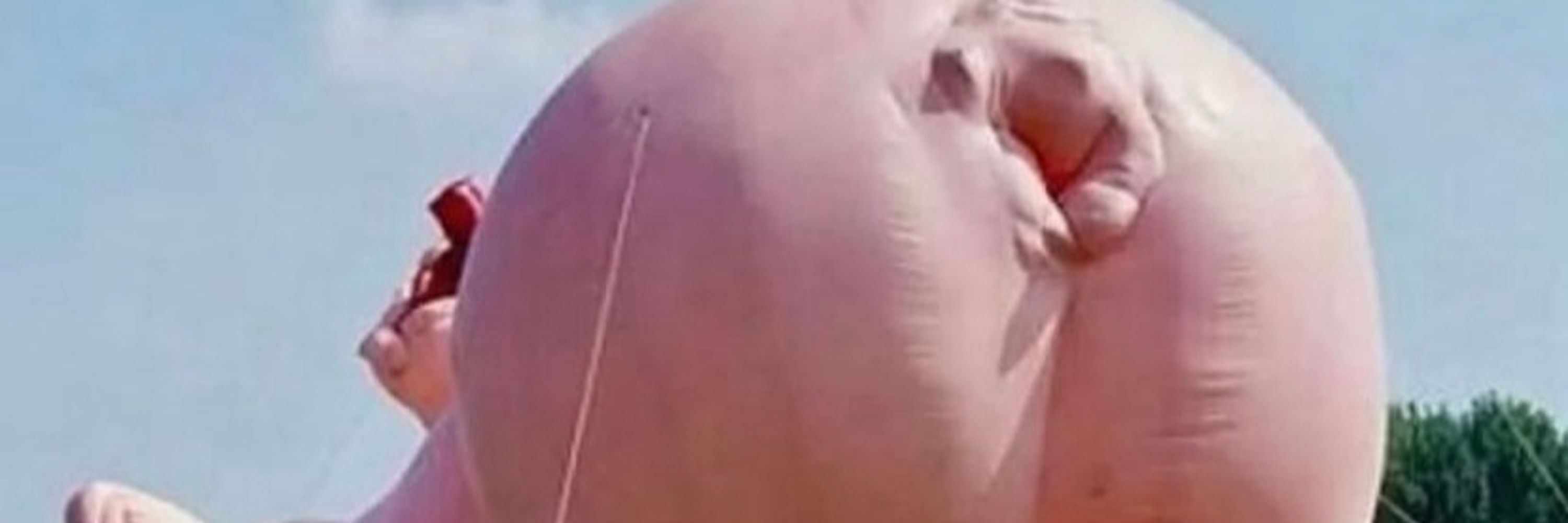 pigMentor