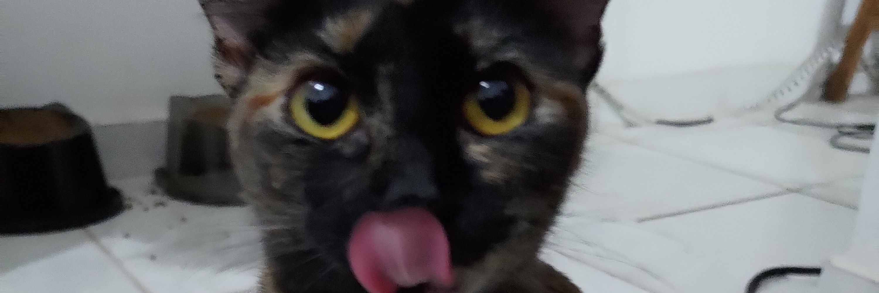 ルー