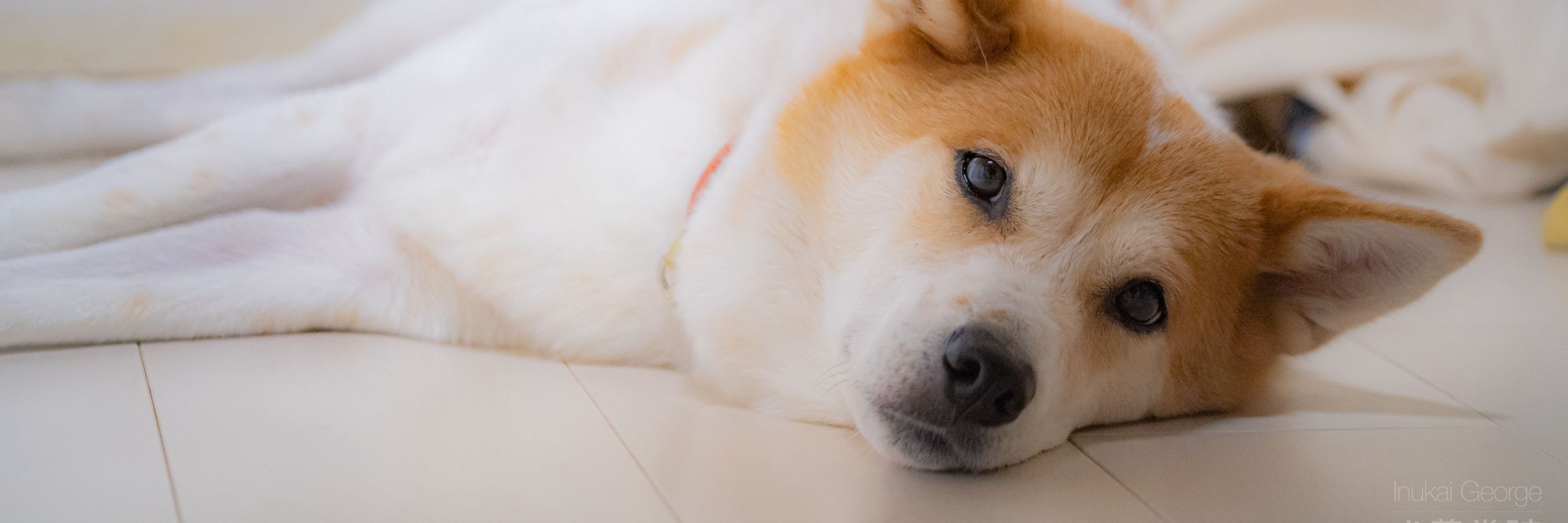 犬養常時