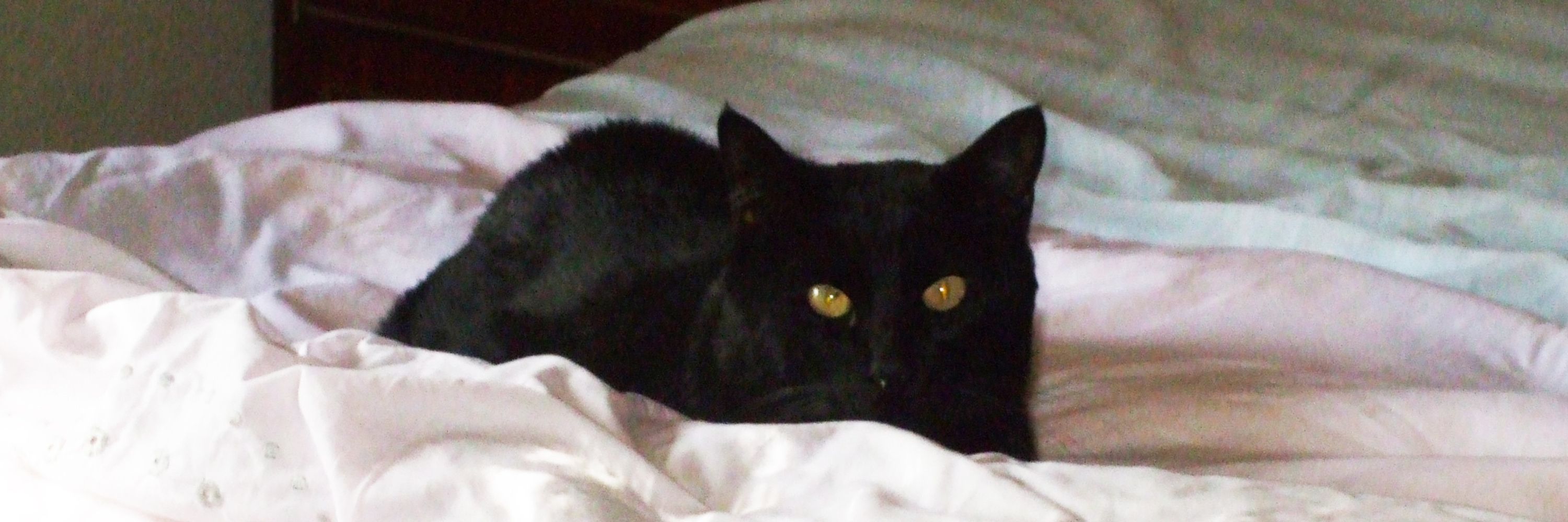 Luis