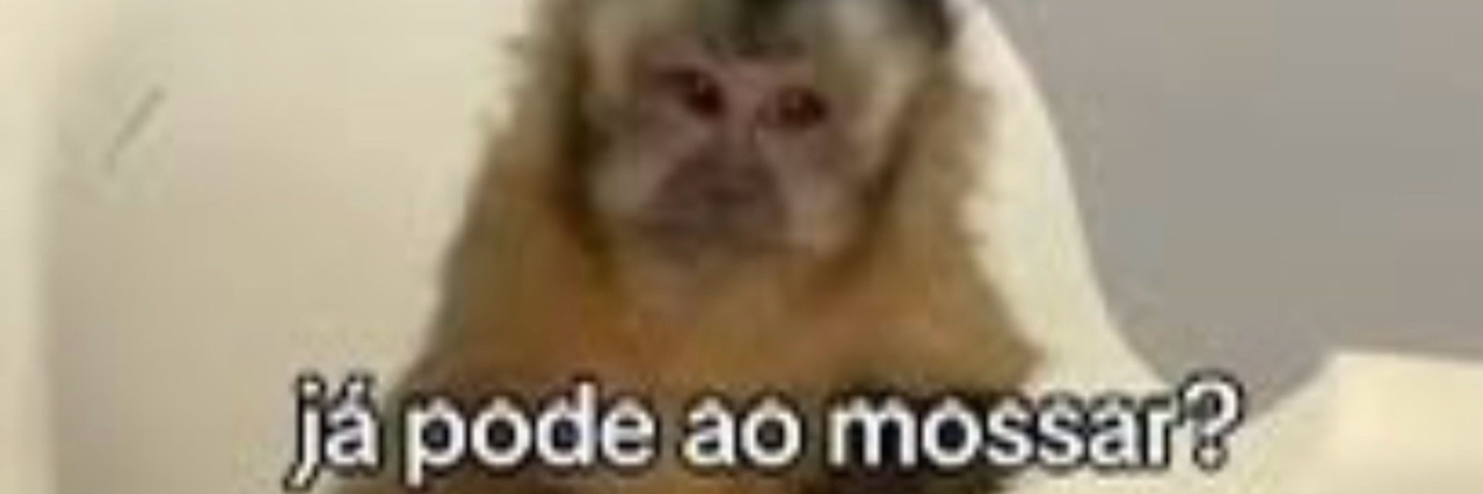 macaquinho internado
