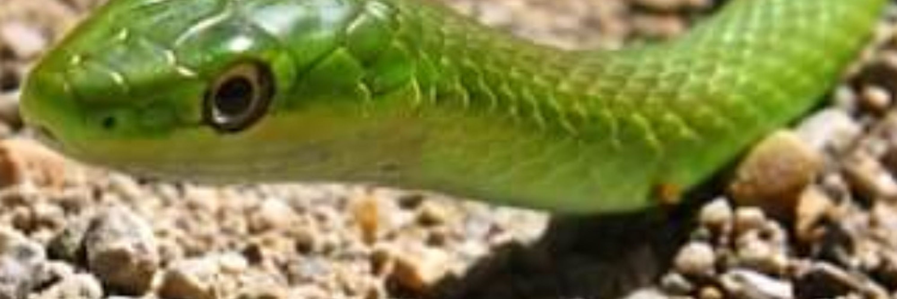 Kiaratsune