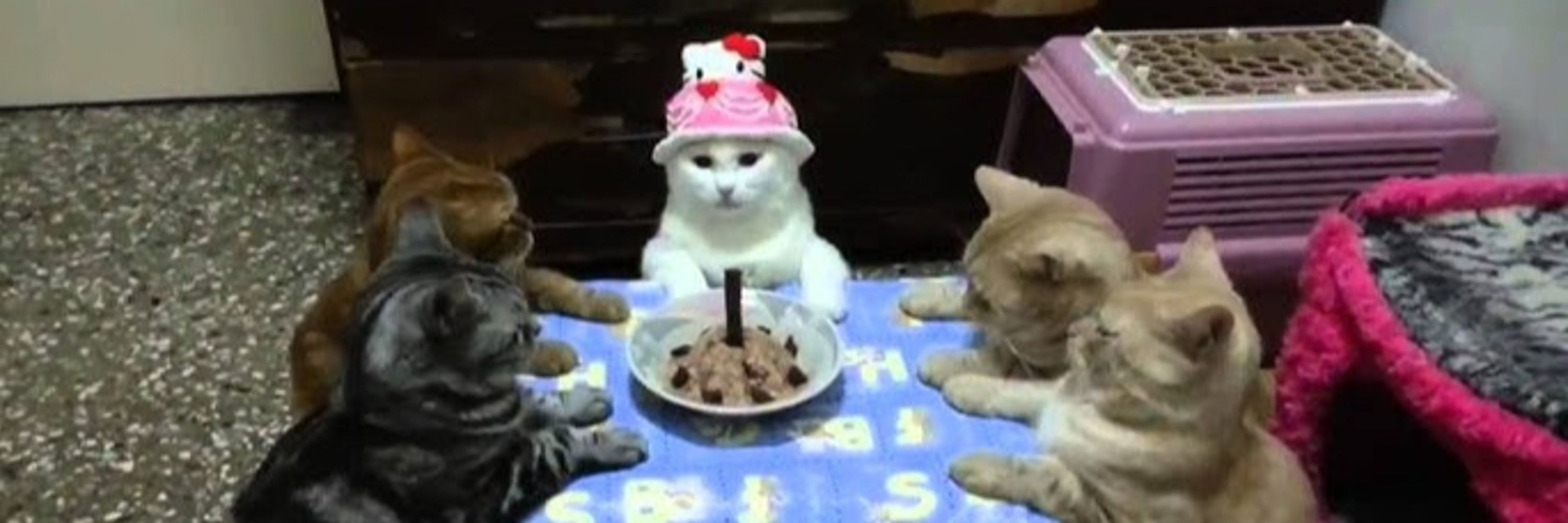 Meow Madness
