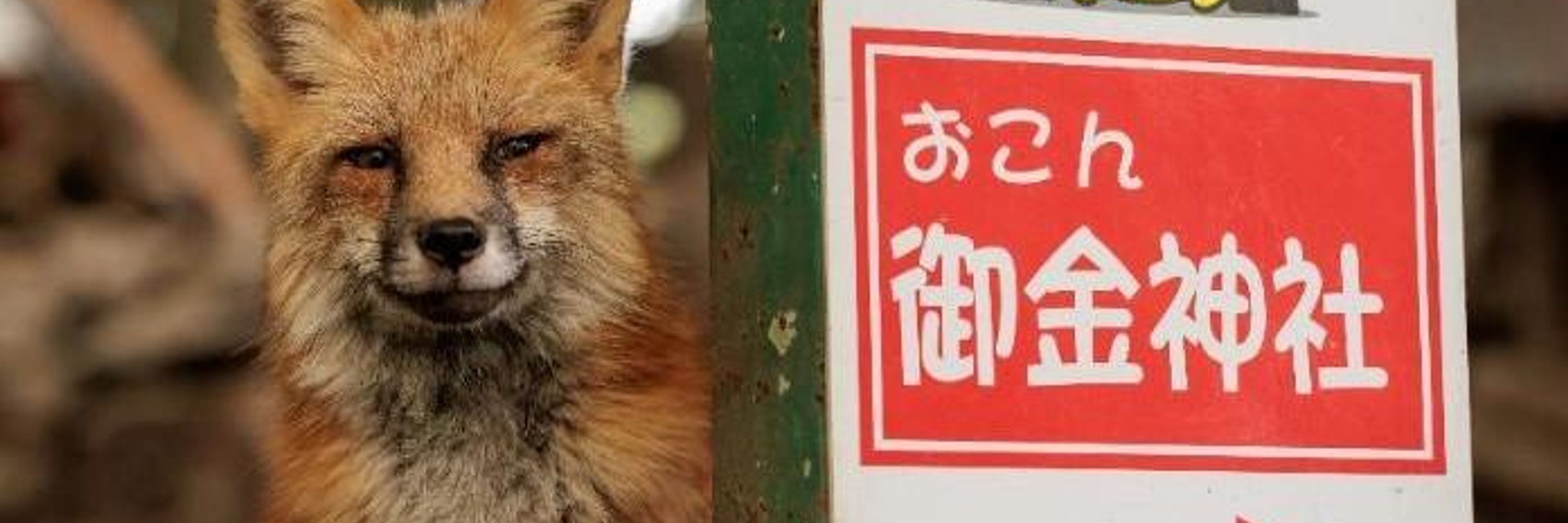 floofylunafox