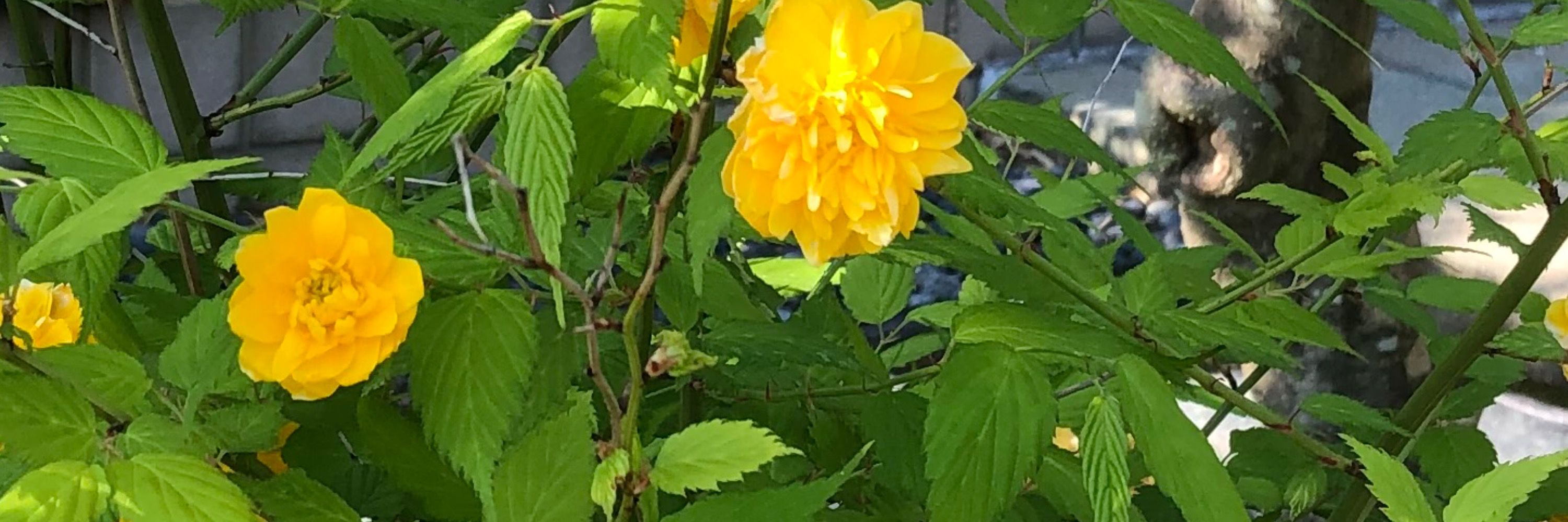きよの