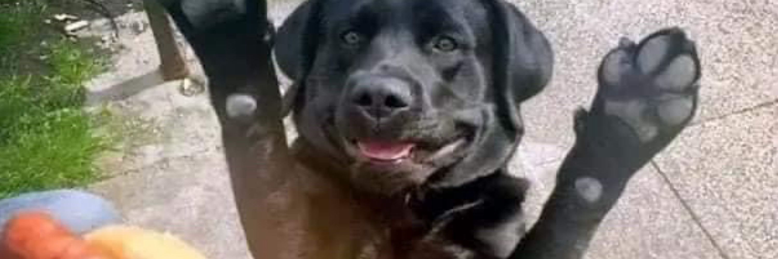 柴·諾🐕