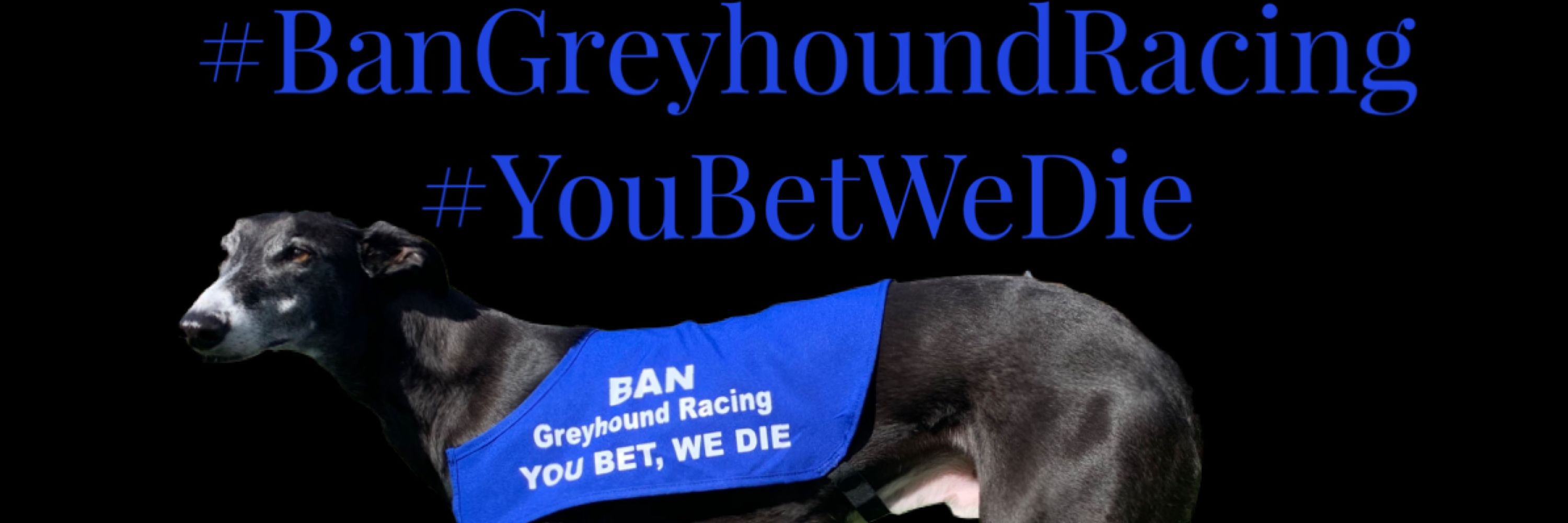 Harris Hound 🌈 SayNoToGreyhoundRacingInScotland
